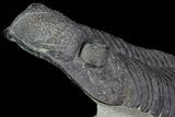 Drotops Trilobite - Top Quality Specimen! #76209-3